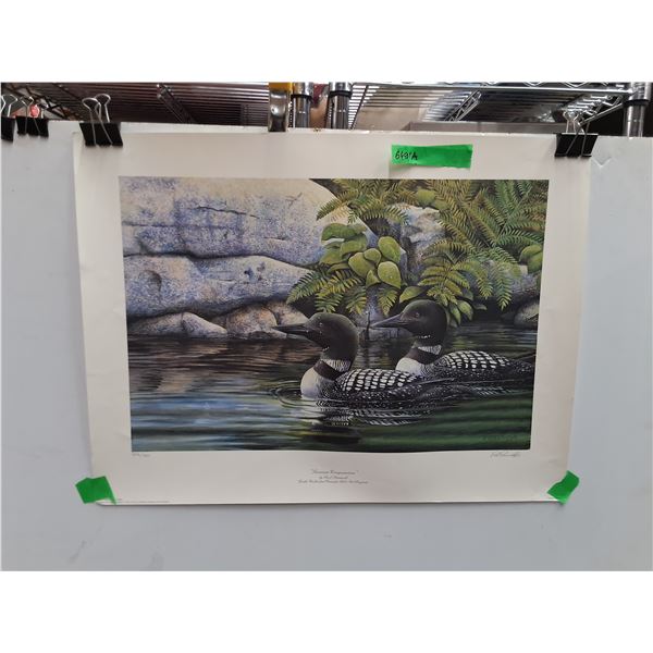 Loon Birds Poster 25" x 19"