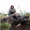 Image 1 : Argentina Blackbuck, Ram, and Boar Hunt for 4 Hunters