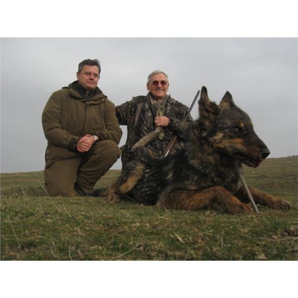Five Day Wolf Hunt in Macedonia for Two Hunters (or 1 Hunter/1 Observer)