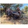 Image 2 : 7 Day Cape Buffalo Hunt in South Africa PLUS .416 Ruger!
