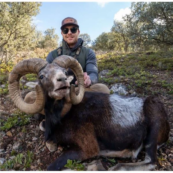 3-Day Spain Iberian Mouflon Hunt for 1 Hunter