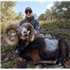 Image 1 : 3-Day Spain Iberian Mouflon Hunt for 1 Hunter