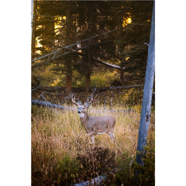 4 Day South Dakota rifle hunt: Whitetail Deer/Coyote for 1 person