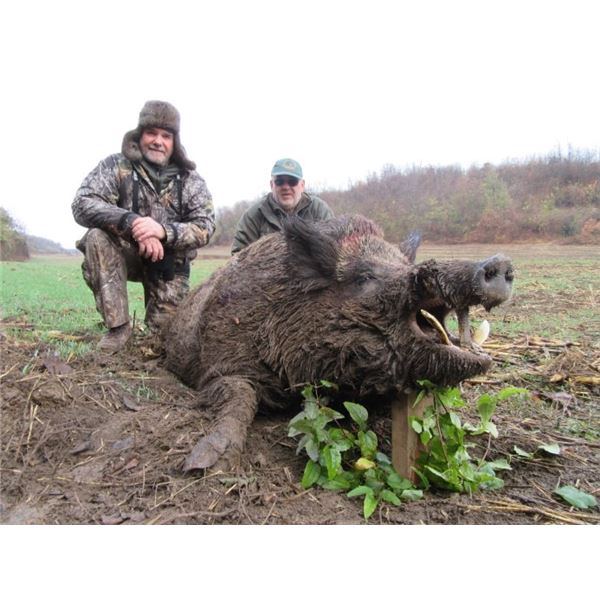 6-Night Wild Boar Hunt and Serbia Tours for 1 Hunter 1 Observer (or 2 Hunters)