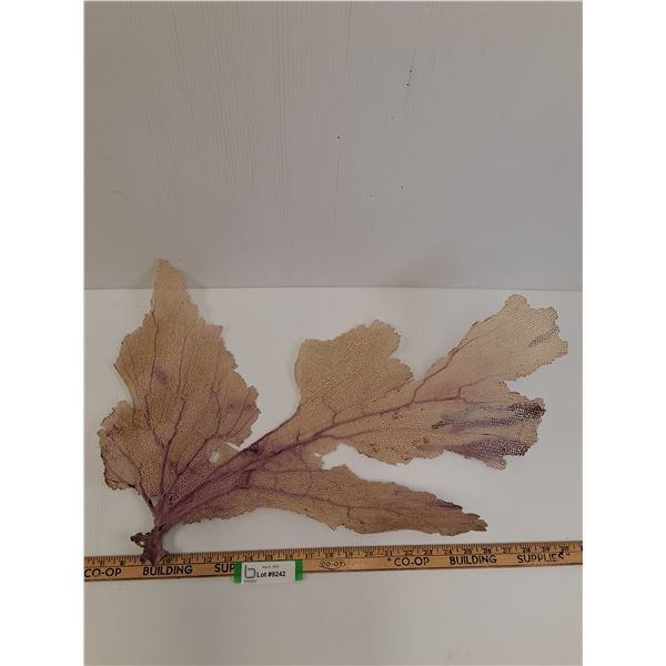Gorgonia Vetalina/Sea Fan - 24" x 16"  -  PICK UP PREFERRED
