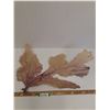 Image 1 : Gorgonia Vetalina/Sea Fan - 24" x 16"  -  PICK UP PREFERRED