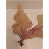 Image 2 : Gorgonia Vetalina/Sea Fan - 24" x 16"  -  PICK UP PREFERRED