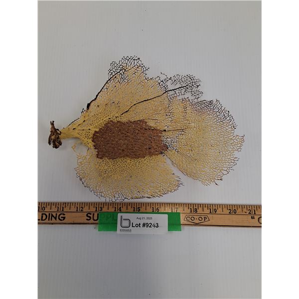 Gorgonia Vetalina/Sea Fan - 10.5" x 6"  -  PICK UP PREFERRED