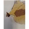 Image 2 : Gorgonia Vetalina/Sea Fan - 10.5" x 6"  -  PICK UP PREFERRED