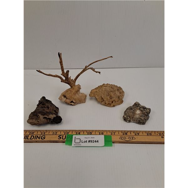 Malasian Driftwood, Bi-Valve Shells, Volcanic Rock