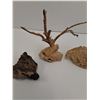 Image 3 : Malasian Driftwood, Bi-Valve Shells, Volcanic Rock