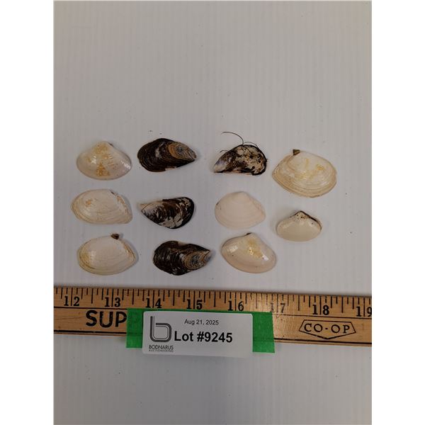 (11) Mussel Sea Shells - Approx 1.5" x 1" Each