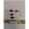 Image 1 : (11) Mussel Sea Shells - Approx 1.5" x 1" Each