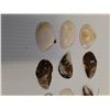 Image 2 : (11) Mussel Sea Shells - Approx 1.5" x 1" Each