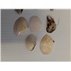 Image 3 : (11) Mussel Sea Shells - Approx 1.5" x 1" Each