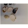 Image 5 : (11) Mussel Sea Shells - Approx 1.5" x 1" Each