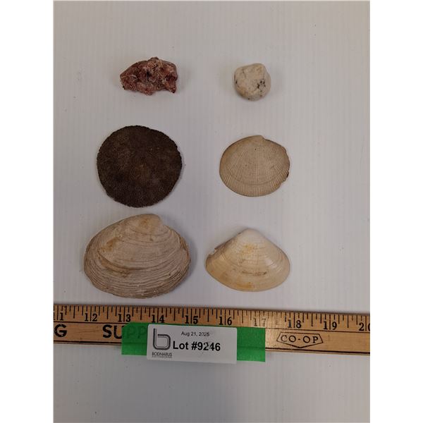 Sand Dollar (3"), (3) Mussel Sea Shells (3"), Quartz w/Hematite (2"), White Soap Ball Rock (1.25")