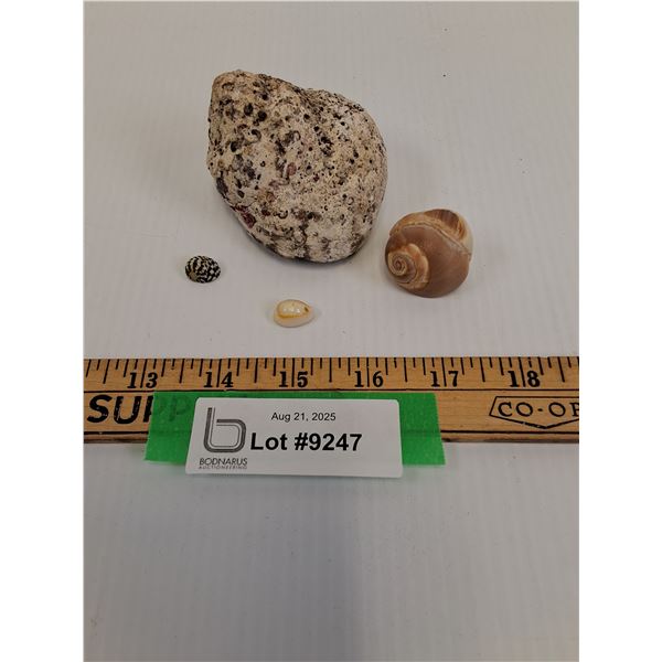 Abalone Sea Shell (3"), Nertidae Snail Shell (1/2"), Blue Rayed Limpet (1/2"), Bladder Moon Snail (2