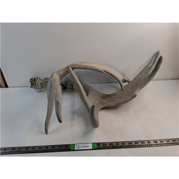 (2) Moose Antlers