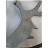 Image 2 : (2) Moose Antlers