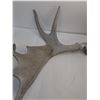 Image 3 : (2) Moose Antlers