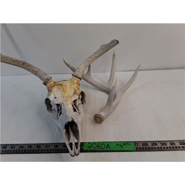 Deer Stag Skull Incomplete Attached Antlers, One Small Antler
