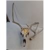 Image 2 : Deer Stag Skull Incomplete Attached Antlers, One Small Antler