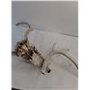 Image 4 : Deer Stag Skull Incomplete Attached Antlers, One Small Antler