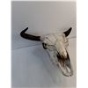 Image 3 : Cow/Bull Skull With Horns