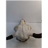 Image 4 : Cow/Bull Skull With Horns