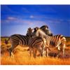 Image 2 : 10-Day South Africa Plains Game Safari for 2 Hunters