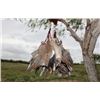 Image 2 : Dove Hunt for 4 at 5L Ranch