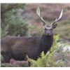 Image 3 : 3-Day Sika Deer Hunt in Ireland