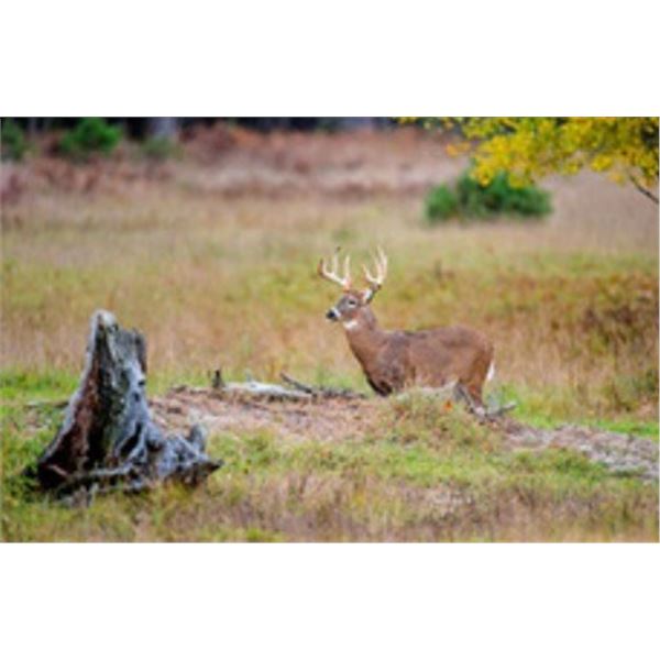 Luxury 5-Day Northern Michigan Whitetail Hunt for 1 Hunter and 1 Guest