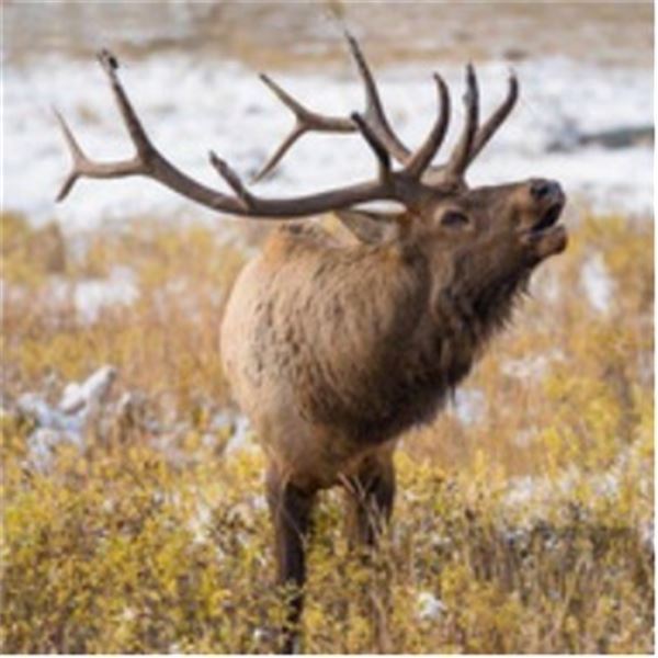Exclusive 3-Day Bull Elk Hunt for 1 Hunter and 1 Non-Hunter