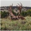 Image 2 : Exclusive 3-Day Bull Elk Hunt for 1 Hunter and 1 Non-Hunter