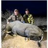 Image 1 : 4-Day, 3-Night Trophy Hunt for 2 Hunters & 2 NonHunters: Scimitar-Horned Oryx, Axis, Aoudad & Nilgai