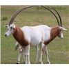 Image 3 : 4-Day, 3-Night Trophy Hunt for 2 Hunters & 2 NonHunters: Scimitar-Horned Oryx, Axis, Aoudad & Nilgai
