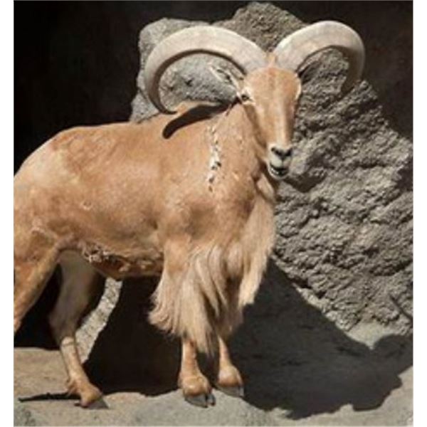 3-Day, 2-Night Aoudad Hunt for 1 Hunter & 1 Non-Hunter