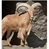 Image 1 : 3-Day, 2-Night Aoudad Hunt for 1 Hunter & 1 Non-Hunter