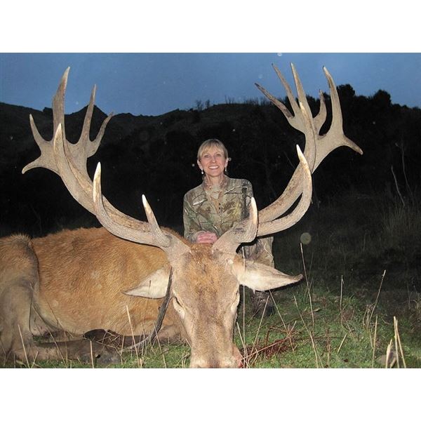 5-Day Red Stag Hunt for Two Hunters in New Zealand Includes Trophy Fees for Two Red Stag up to 400"