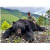 Image 2 : Black Bear Hunt for 1 Hunter & 1 Observer Vancouver Island, BC