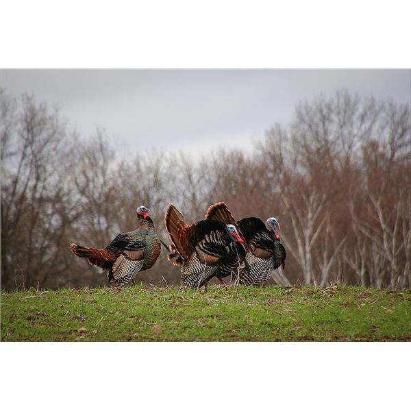 Spring Turkey Hunt & Bass Fishing for 2 People at W4 Ranch