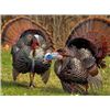 Image 3 : Spring Turkey Hunt & Bass Fishing for 2 People at W4 Ranch