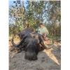 Image 3 : Tanzania Cape Buffalo Safari Lukwika-Lumesule Reserve for 1 Hunter