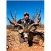Image 1 : Mule Deer Hunt for 1 Hunter in Sonora, Mexico for 7 Days