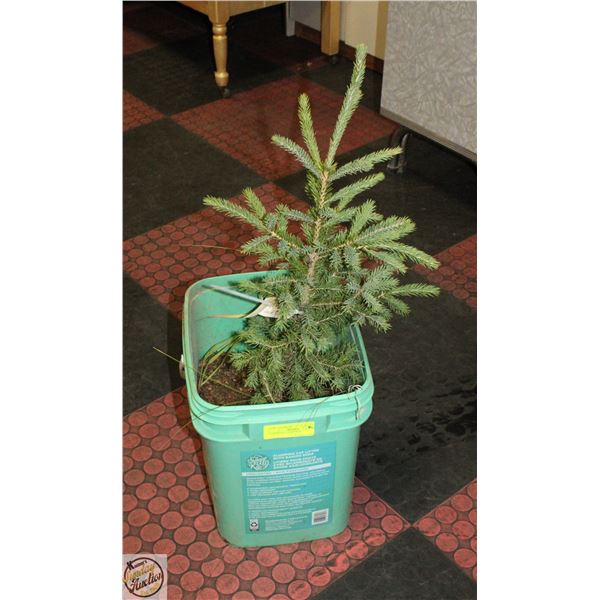 2 FOOT TALL PINE TREE