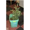 Image 1 : 2 FOOT TALL PINE TREE