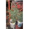 Image 1 : 4 FOOT TALL JACK PINE SPRUCE TREE