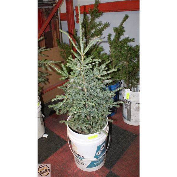 3.5 FOOT TALL PINE TREE